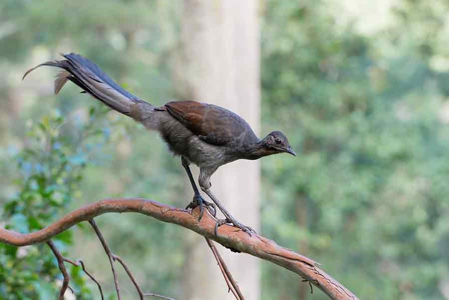 Female Lyrebird credit Justin Welbergen