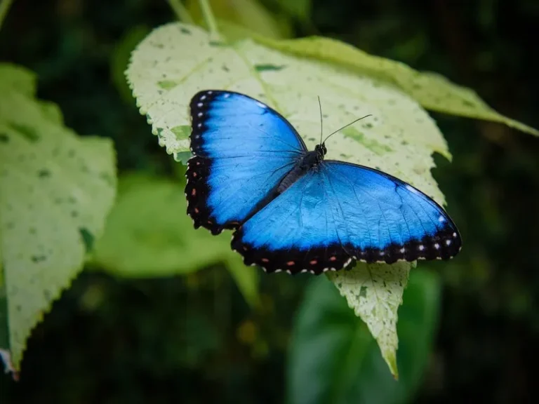 Nature’s blue illusion