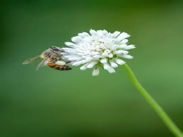 Bee-autiful lawns